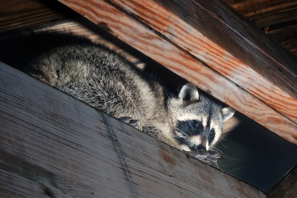 Protecting Your Oceanside Roof: Recognizing Signs of Animal Infestation with Regan Roofing